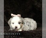 Small #2 Miniature American Shepherd-Miniature Australian Shepherd Mix