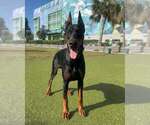 Small Photo #28 Doberman Pinscher Puppy For Sale in FORT LAUDERDALE, FL, USA