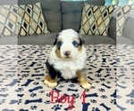 Small #9 Australian Shepherd