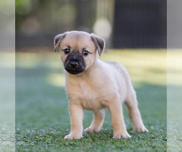 Medium Photo #3 Dachshund-Unknown Mix Puppy For Sale in San Diego, CA, USA