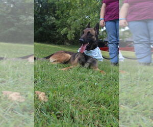 Mutt Dogs for adoption in Imlay City, MI, USA