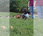 Lark - Located in Kentucky - Female Mutt Dog for Adoption - Small photo