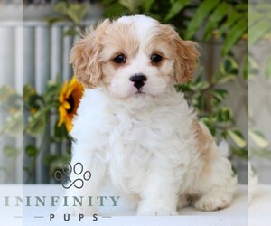 Cavachon Puppy for sale in GORDONVILLE, PA, USA