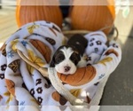 Small #3 English Springer Spaniel
