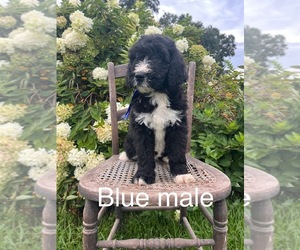Bernedoodle Puppy for sale in SPENCER, IN, USA