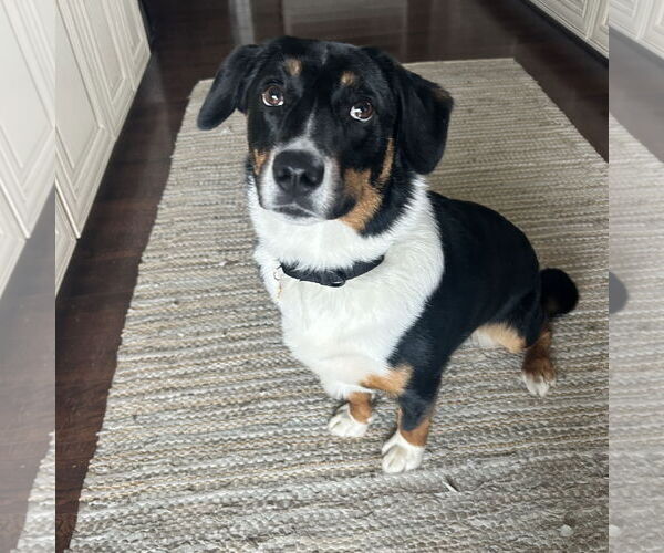 Medium Photo #2 Mutt Puppy For Sale in Fargo, ND, USA