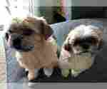 Small Photo #1 Shih Tzu-Shorkie Tzu Mix Puppy For Sale in GRANITE QRY, NC, USA