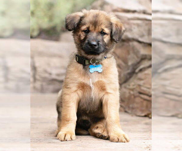 Medium Photo #7 Siberian Husky-Unknown Mix Puppy For Sale in Corona, CA, USA