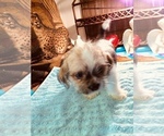 Small Photo #3 ShiChi Puppy For Sale in LEBANON, OR, USA