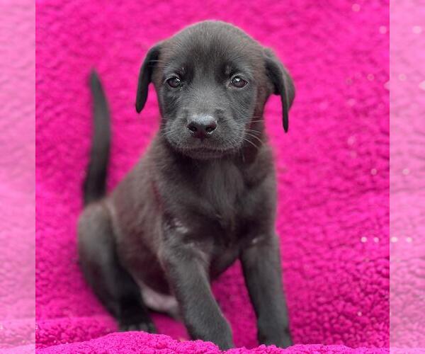 Medium Photo #1 Labrador Retriever-Unknown Mix Puppy For Sale in San Diego, CA, USA