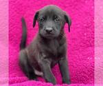 Small Labrador Retriever Mix