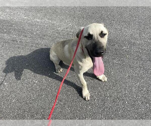 Medium Photo #1 Black Mouth Cur-Unknown Mix Puppy For Sale in Houston, TX, USA