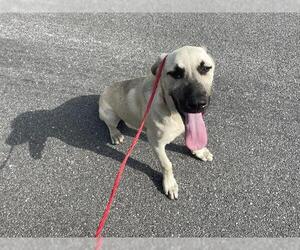 Black Mouth Cur-Unknown Mix Dogs for adoption in Houston, TX, USA