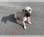 Small Black Mouth Cur Mix