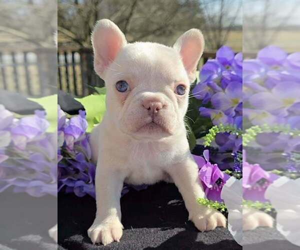 Medium Photo #2 French Bulldog Puppy For Sale in BOSTON, KY, USA