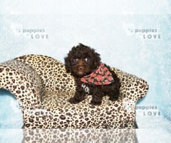 Medium Photo #10 Poodle (Toy) Puppy For Sale in SANGER, TX, USA