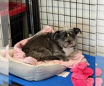 Small #1 Shih Tzu