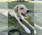 Small #1 Labrador Retriever Mix