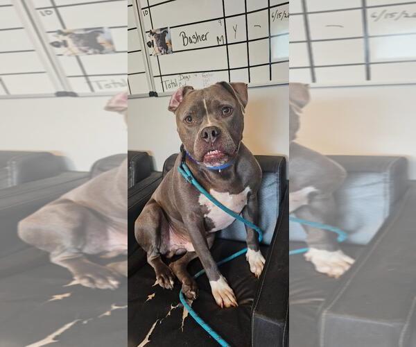 Medium Photo #4 American Pit Bull Terrier-Unknown Mix Puppy For Sale in DuQuoin, IL, USA