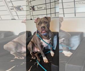 GREYSON - Male American Pit Bull Terrier-Unknown Mix Dog for Adoption - Photo #4