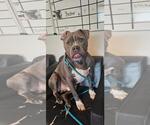 Small #3 American Pit Bull Terrier Mix