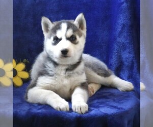 Siberian Husky Puppy for sale in BIRD IN HAND, PA, USA