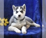 Small Photo #1 Siberian Husky Puppy For Sale in BIRD IN HAND, PA, USA