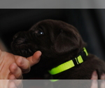 Small Photo #2 Labrador Retriever Puppy For Sale in EDINBURG, VA, USA