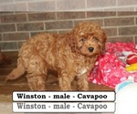 Small #4 Cavapoo