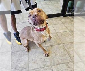 Mutt Dogs for adoption in Norfolk, VA, USA