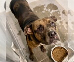 BRUNO - Male Catahoula Leopard Dog-Unknown Mix Dog for Adoption - Small photo