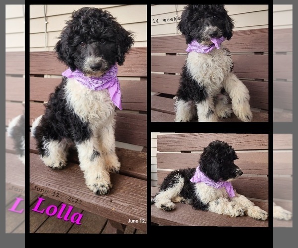Full screen Photo #1 Cavapoo-Poodle (Standard) Mix Puppy For Sale in MILLINGTON, MI, USA