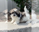 Small #1 Shih Tzu
