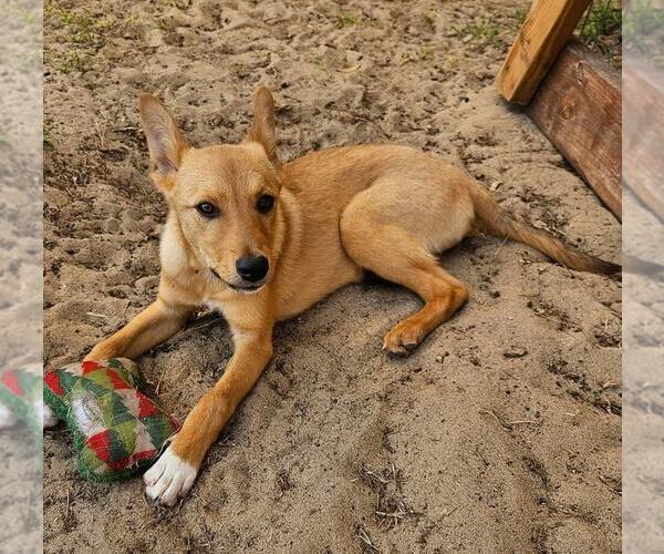 Medium Photo #2 Mutt Puppy For Sale in oakland, FL, USA