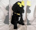 Small Photo #11 Sheepadoodle Puppy For Sale in FONTANA, CA, USA