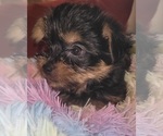 Small Photo #286 Yorkshire Terrier Puppy For Sale in AKRON, OH, USA
