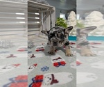 Small #2 French Bulldog