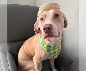 Mutt Dogs for adoption in Oak Bluffs, MA, USA