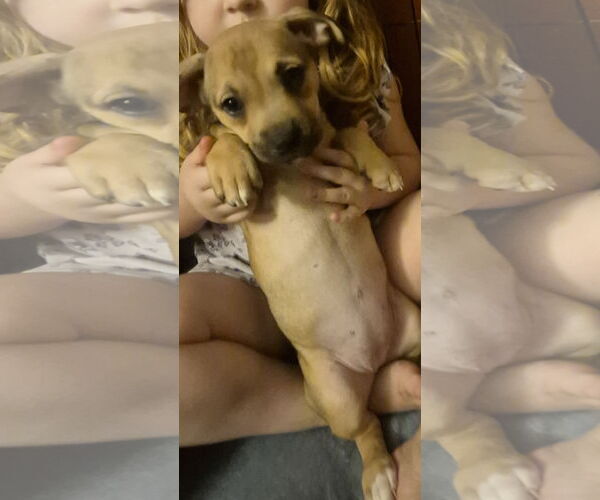 Medium Photo #1 ShiChi Puppy For Sale in The Woodlands, TX, USA