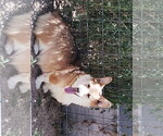 Small Photo #1 Pembroke Welsh Corgi Puppy For Sale in KEENESBURG, CO, USA