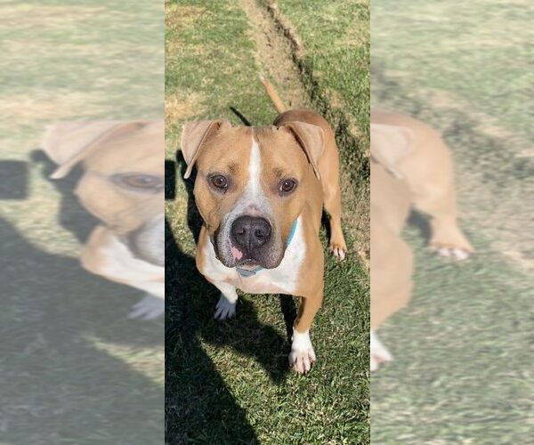 Medium Photo #12 Mutt Puppy For Sale in Abbeville, LA, USA