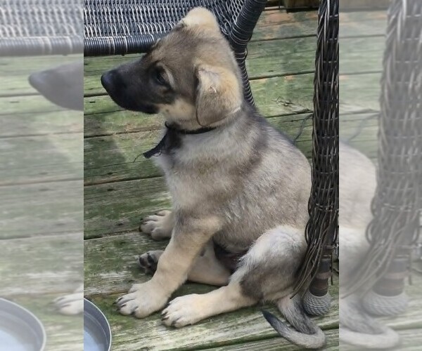 Medium Photo #13 German Shepherd Dog Puppy For Sale in WYTHEVILLE, VA, USA