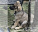 Small #12 German Shepherd Dog