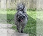 Small Photo #1 Pomeranian Puppy For Sale in HUBERT, NC, USA