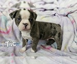 Small Photo #13 Boston Terrier Puppy For Sale in GENOA, NE, USA