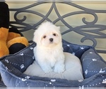 Small #1 Maltese