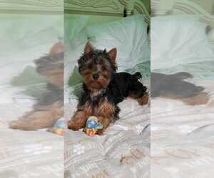 Yorkshire Terrier Puppy for Sale in BRIDGEPORT, Connecticut USA