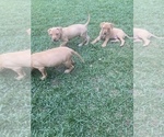Small Photo #24 American Pit Bull Terrier Puppy For Sale in BAKERSFIELD, CA, USA