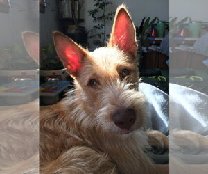 Mutt Dogs for adoption in Grafton, WI, USA