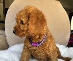 Puppy Purple Goldendoodle (Miniature)